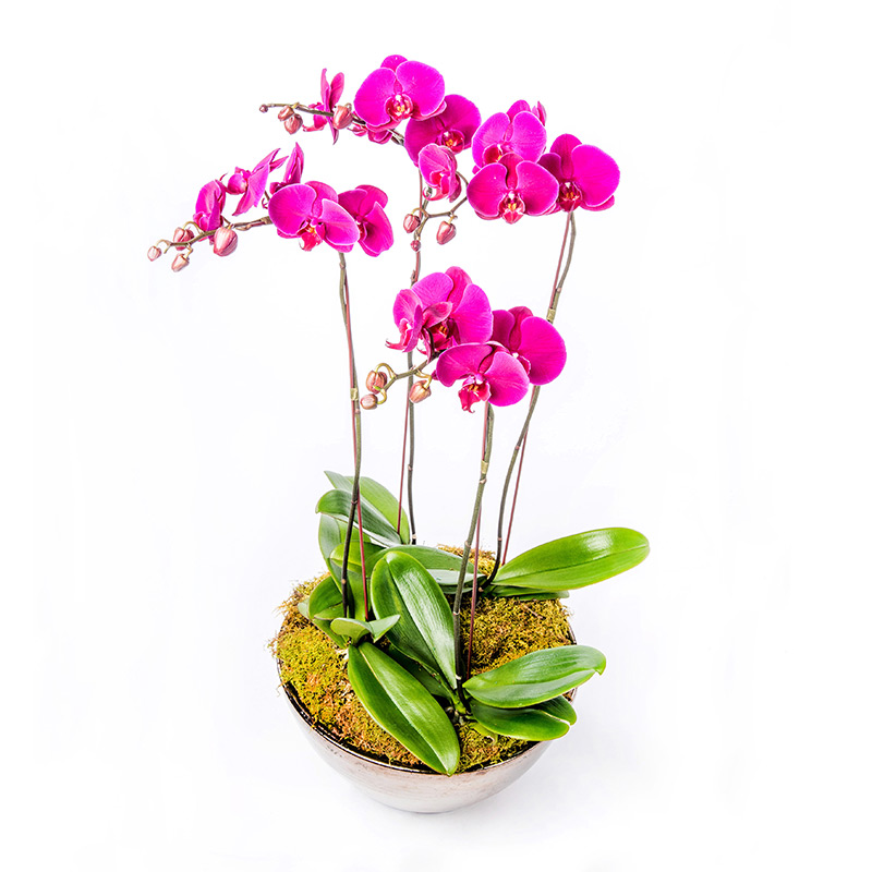 large arrangement of phalaenopsis orchids
