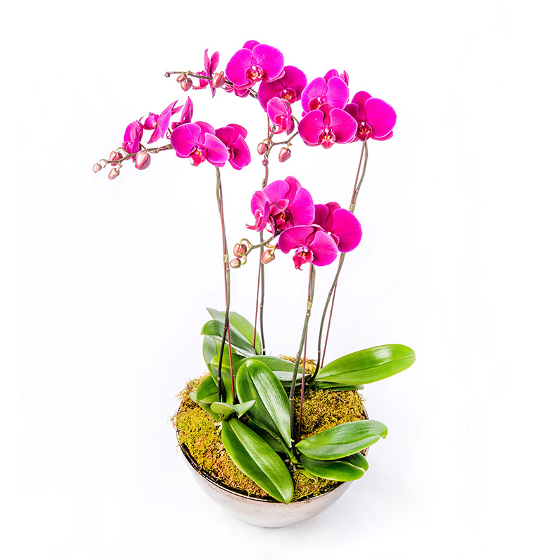 Customized floral arrangements 