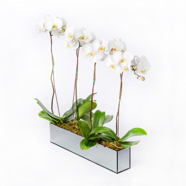 lush collection of decorative orchids