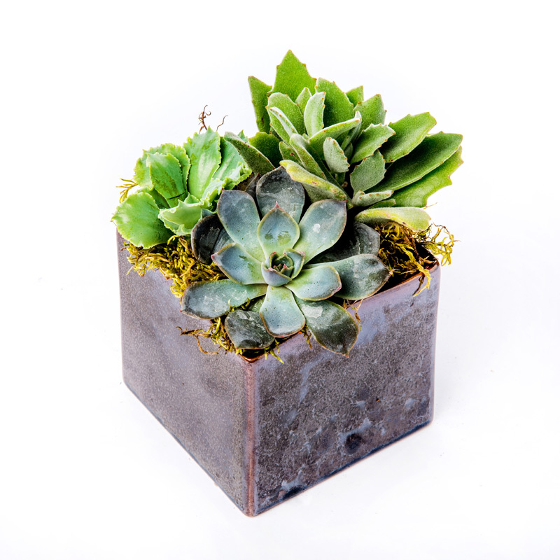 Succulent for Offices and Corporate gifts