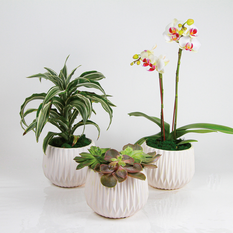 Three Tropical Plants in Decorative Containers